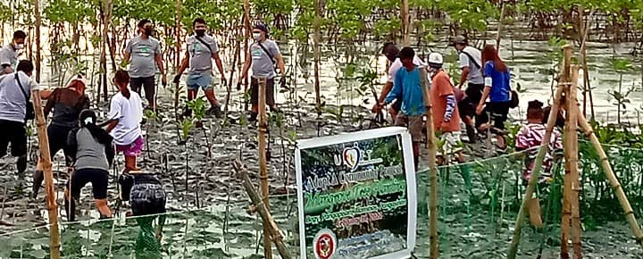 Mangrove Tree Planting in Pangasinan.